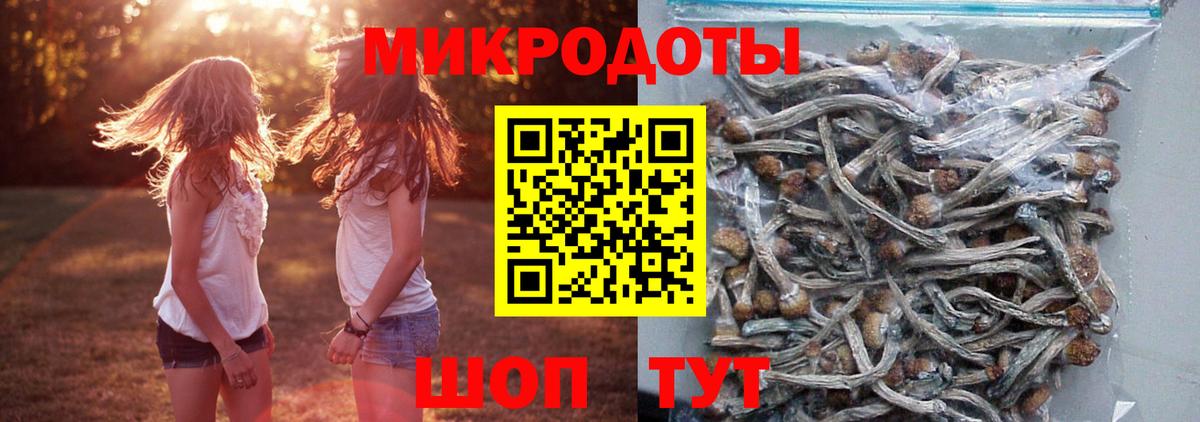 Кисловодск  Псилоцибиновые грибы Psilocybe  Вход с VPN 